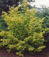 Corylus Avellana - Hazel Deciduous Hedges from Heathwood Nurseries