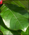 Rhamnus frangula - Alder Buckthorn Shrubs