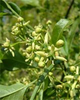 Euonymus Europaeus - Spindle. Hedge Tree or Shrub from Heathwood Nurseries
