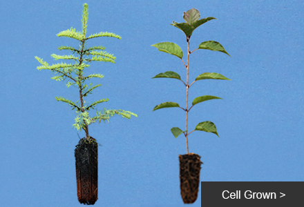 Heathwood Nurseries buy quality trees, hedging plants and shrubs online
