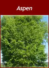 Populus Tremula - Aspen Tree from Heathwood Nurseries