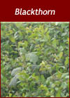 Prunus Spinosa - Blackthorn Hedges from Heathwood Nurseries