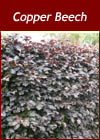 Fagus Sylvatica Purpurea - Copper Beech Hedge from Heathwood Nurseries