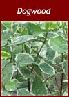 Cornus Sanguinea - Dogwood Hedge from Heathwood Nurseries