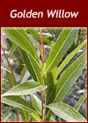 Salix alba "Vitellina" - Golden Willow Trees from Heathwood Nurseries