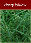 Salix Elaeagnos- Hoary Willow (Rosemary Willow) Hedge from Heathwood Nurseries