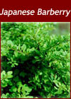 Berberis Thunbergii  - Japanese Barberry Hedge from Heathwood Nurseries