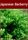 Berberis Thunbergii  - Japanese Barberry Shrub from Heathwood Nurseries