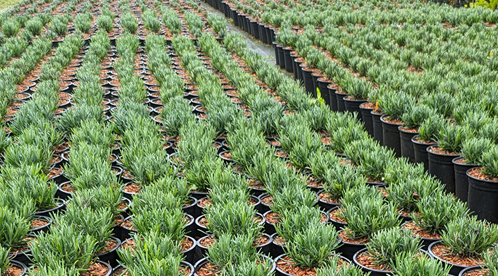 Lavandula Hidcote & Munstead 2LT