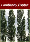 Populus Nigra Italica -  Lombardy Poplar Tree from Heathwood Nurseries