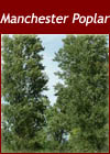  Populus Nigra Betulifolia -  Native Black Poplar Trees - Manchester Poplar from Heathwood Nurseries