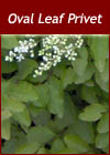 Ligustrum Ovalifolium - Oval Leaf Privet Shrub from Heathwood Nurseries