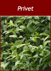 Ligustrum Vulgare - Privet Shrubs from Heathwood Nurseries