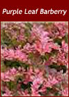 Berberis thunbergii Atropurpurea - Purple-leaf Barberry Shrub Tree from Heathwood Nurseries