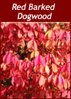 Cornus Alba - Red Barked Dogwood Deciduous Hedge from Heathwood Nurseries