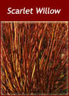 Salix Alba 'Chermesina' Scarlet Willow Hedging Plant from Heathwood Nurseries