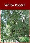 Populus Alba - White Poplar Trees from Heathwood Nurseries